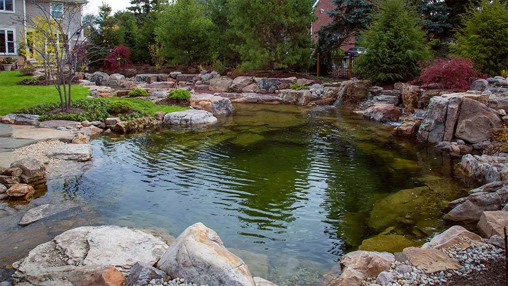 Backyard Natural Pond Pool surrounded by natural rock edges